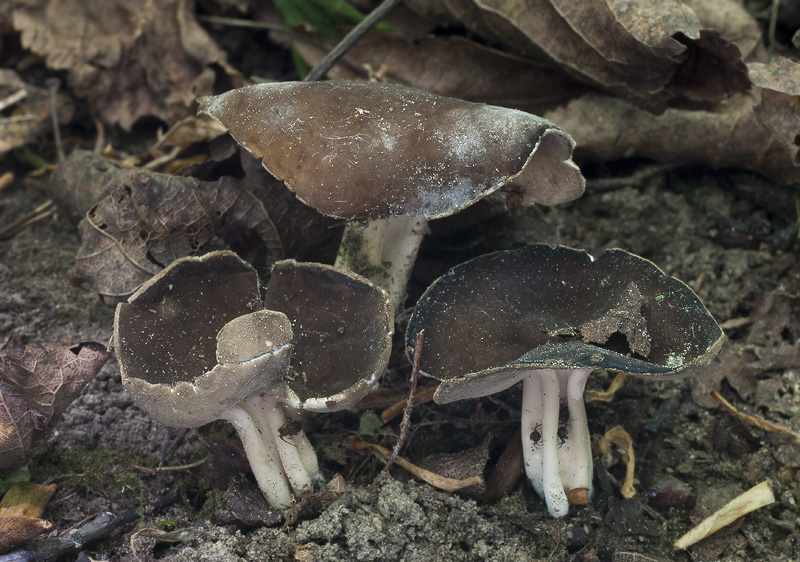 Helvella solitaria